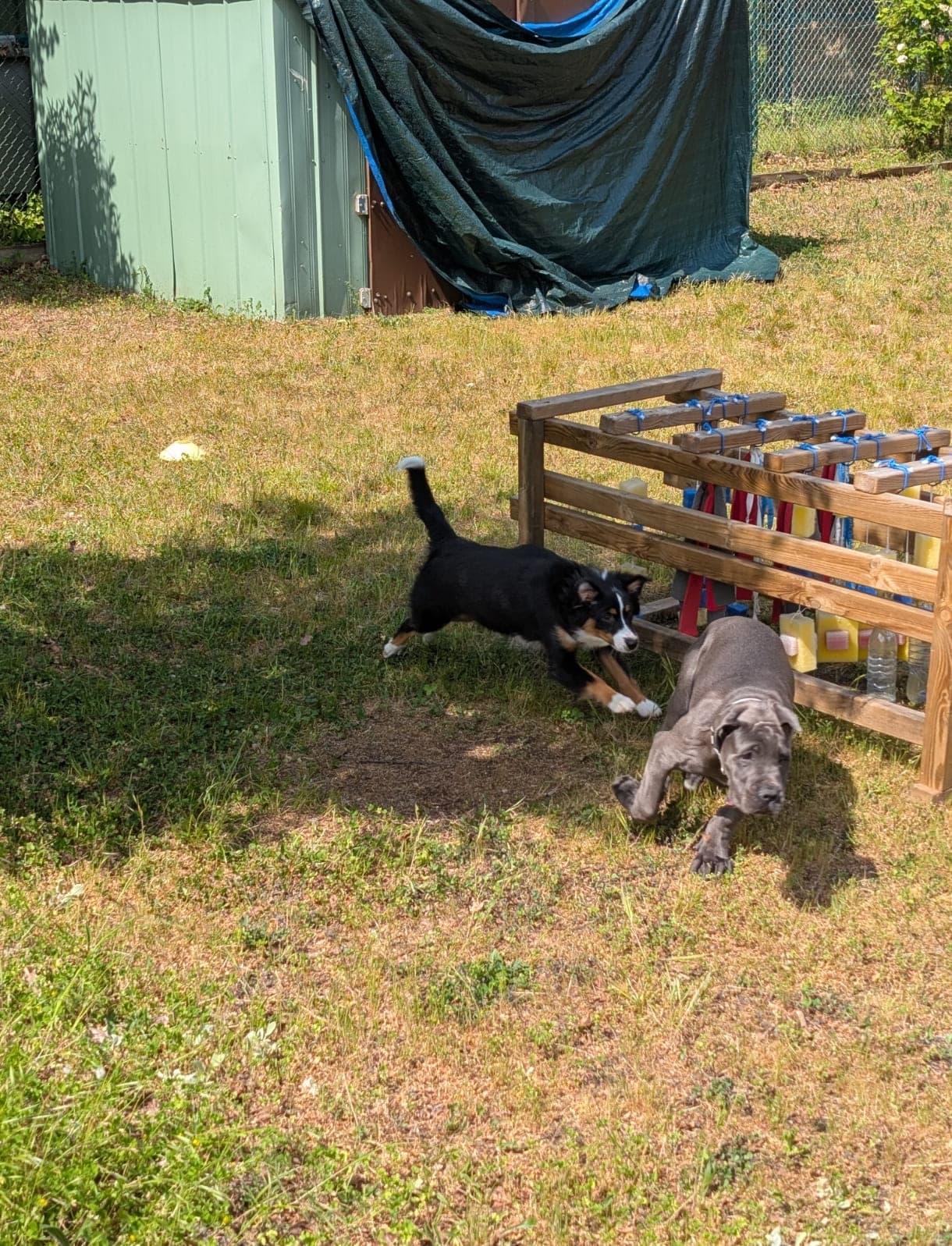 L’école des chiots